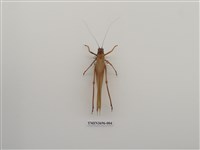 藏品(直翅目(4))的圖片